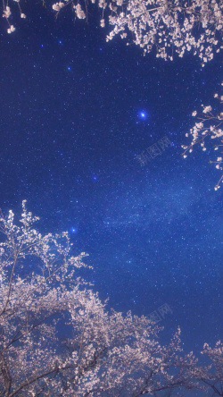 夜晚樱花浪漫樱花夜晚背景图高清图片
