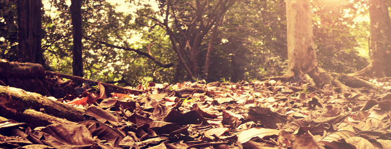 秋天落叶的树林背景