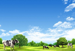 开心的奶牛白云云朵蓝天草地奶牛背景素材高清图片