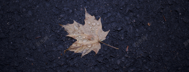 海报背景jpg设计背景_新图网 https://ixintu.com 雨天 海报banner 摄影 风景 淋湿的叶子