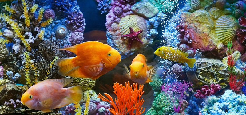 梦幻海底世界鱼背景背景