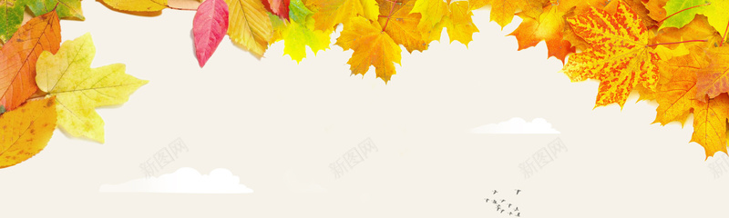 秋季促销jpg设计背景_新图网 https://ixintu.com 秋季 黄色 枫叶 树叶 海报banner 质感 纹理