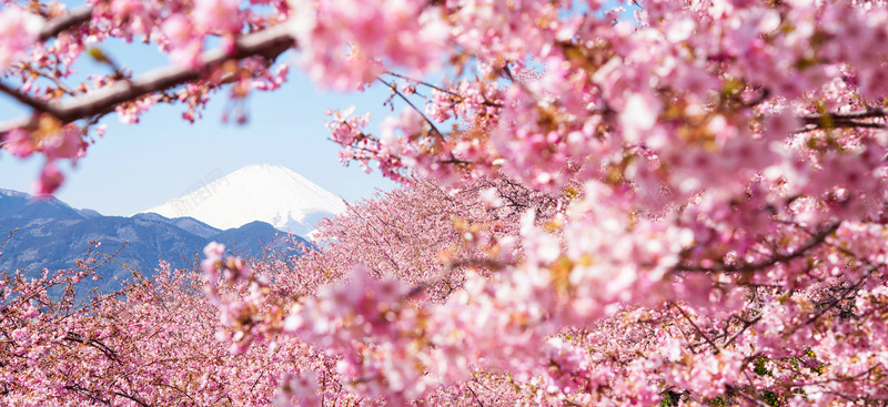 富士山樱花飘落背景图jpg设计背景_新图网 https://ixintu.com 樱花节 富士山 樱花 飘落 背景图 海报banner 浪漫 梦幻