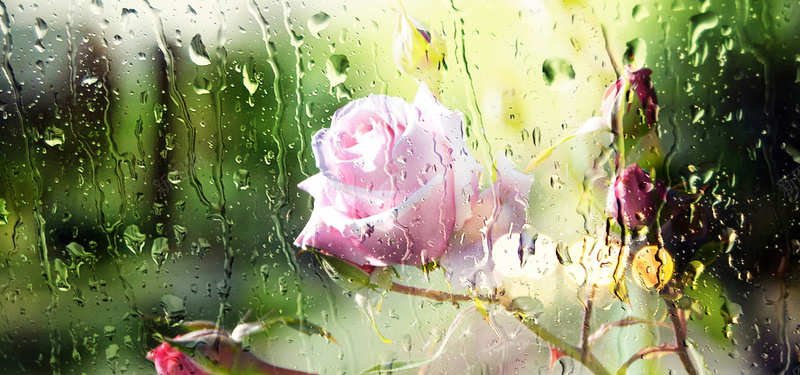 水珠玫瑰花朵背景背景