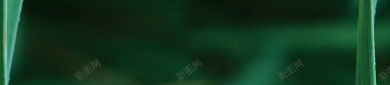 二十四节气白露海报jpg设计背景_新图网 https://ixintu.com 中国传统文化 24节气 传统文化 节气歌 白露 绿色 叶子 水珠 露珠