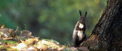 黑色深林树林中的松鼠高清图片