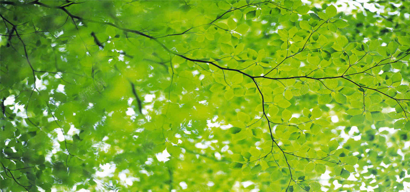 清新的绿色背景jpg设计背景_新图网 https://ixintu.com 简约 摄影 风景 自然 树叶 健康医疗 海报banner