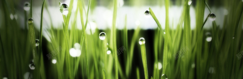 露珠bannerjpg设计背景_新图网 https://ixintu.com 露珠 雨露 露水 水滴 叶子 草叶 海报banner 摄影 风景