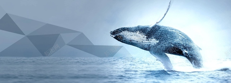 金融鲸鱼背景背景