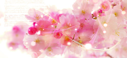 粉红色日本樱花背景高清图片