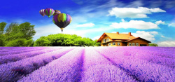 紫色树林薰衣草背景图高清图片