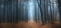 树林小道大雾中的树林背景高清图片