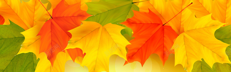 漂亮的秋季树叶jpg设计背景_新图网 https://ixintu.com 漂亮的秋季树叶 免费下载海报banner 海报banner