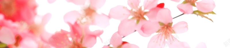 枝头上盛开的粉色桃花jpg设计背景_新图网 https://ixintu.com 清新唯美 盛开的花 粉红色 桃花 鲜花 枝头的花 花卉 植物 高清背景