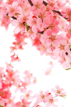 枝头的花枝头上盛开的粉色桃花高清图片