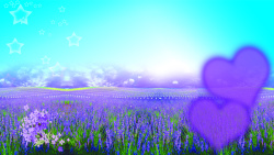 紫色熏衣草唯美浪漫熏衣草风景高清图片
