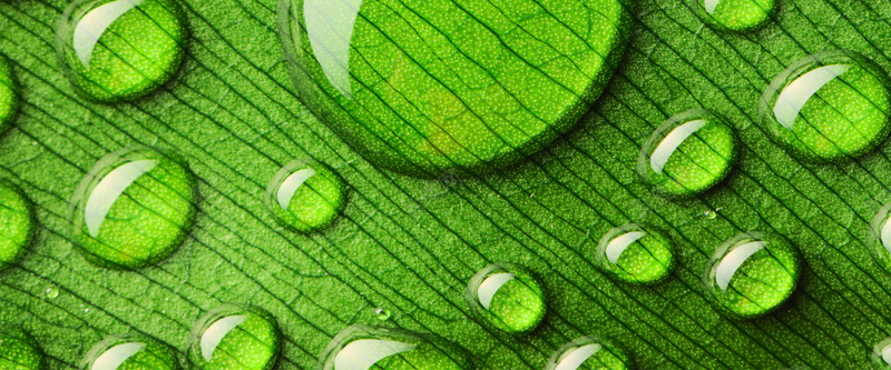 水珠jpg设计背景_新图网 https://ixintu.com 海报banner 绿叶纹理 水滴 水珠