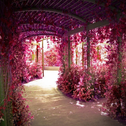 粉色走廊浪漫粉色花长廊高清图片