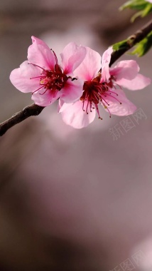 春天粉色盛开花朵H5背景背景