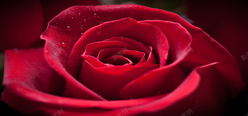 小水滴的红玫瑰背景背景