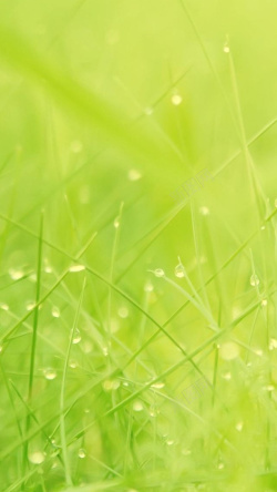 雨后新茶清新绿色水滴H5背景高清图片