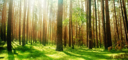 绿色杂草树林背景素材图片高清图片
