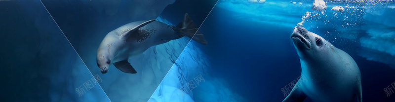 海洋保健品海豚鲸鱼背景banner背景