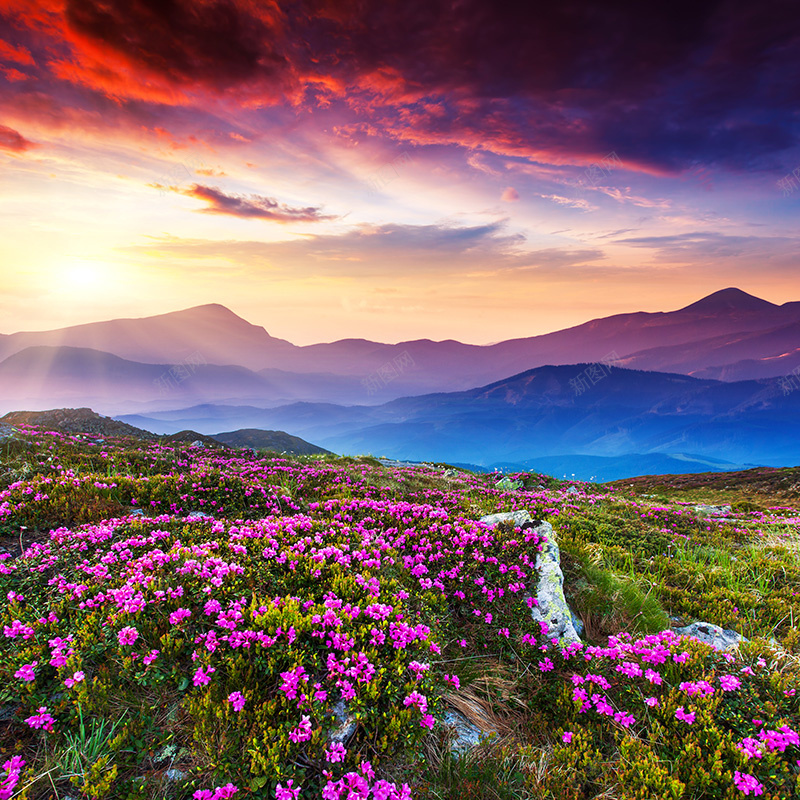 浪漫山花背景jpg设计背景_新图网 https://ixintu.com 浪漫 山花 清新 摄影 风景 主图