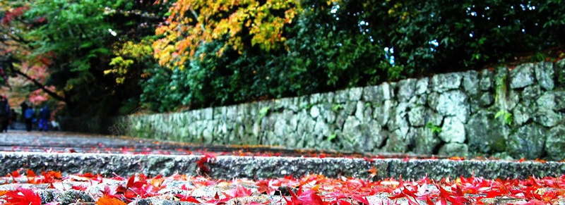 风景背景jpg设计背景_新图网 https://ixintu.com 海报banner 摄影 风景 树叶阶梯