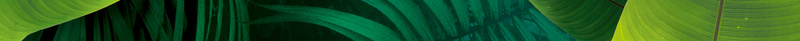 绿色树叶鹦鹉花朵鲜花树叶背景素材psd设计背景_新图网 https://ixintu.com 树叶 绿色 花朵 鲜花 鹦鹉 背景 素材
