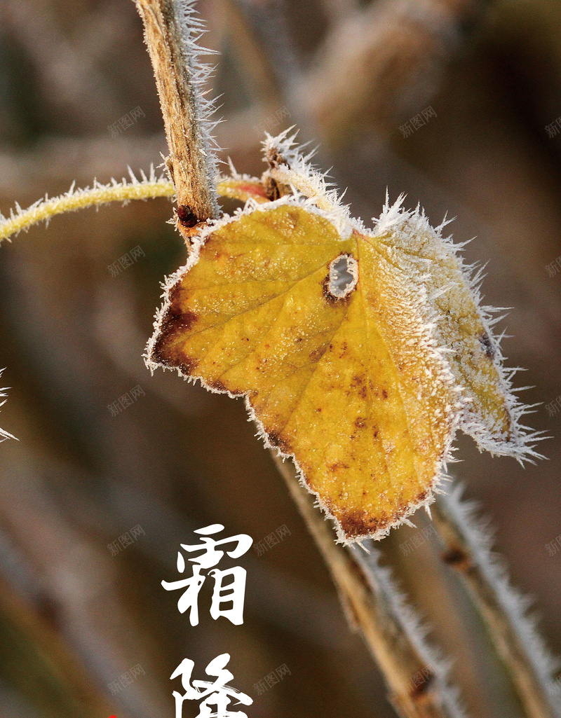 霜降jpg设计背景_新图网 https://ixintu.com 秋天 叶子 霜降 忧伤 摄影 风景