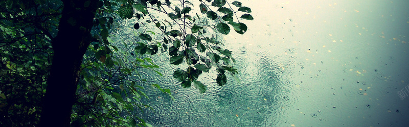 下雨中的树木背景jpg设计背景_新图网 https://ixintu.com 下雨 树木 叶子 雨滴 摄影 背景 海报banner 风景