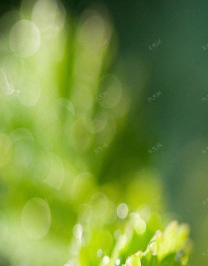 绿色护眼iPhone6PlusH5背景jpg设计背景_新图网 https://ixintu.com 绿色 植物 光 水珠 清新 H5 h5 摄影 风景