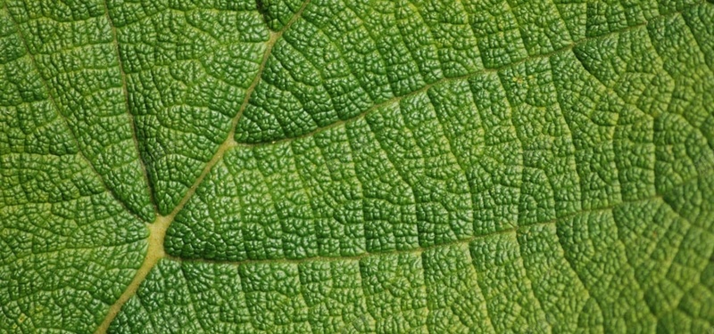 树叶叶子纹理背景jpg设计背景_新图网 https://ixintu.com 绿色背景 树叶纹理图片 化妆品 海报banner 质感 树叶纹理植物绿叶底纹 纹理