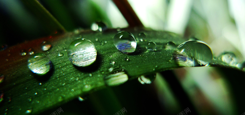 绿叶水珠背景