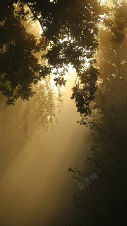 清晨的太阳秋季森林高清图片