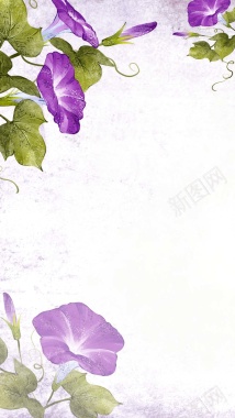 紫色牵牛花插画PS源文件H5背景素材背景