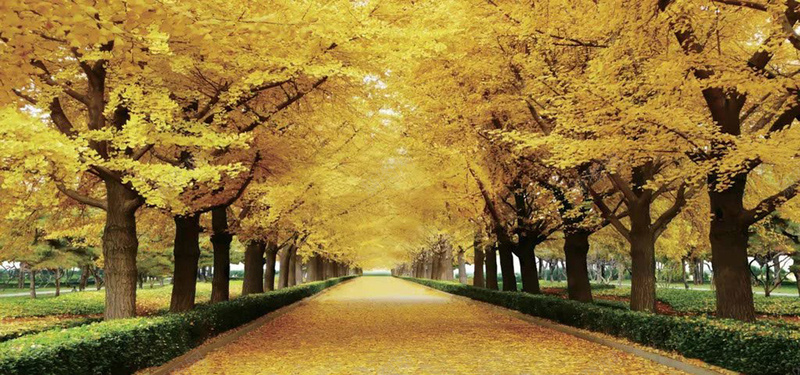 秋季黄树林背景背景