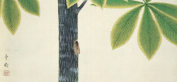 树干上的木耳趴在树干上的蝉子高清图片