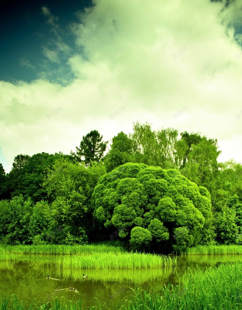 自然风光手机H5背景jpg设计背景_新图网 https://ixintu.com 绿色 天空 云朵 树林 草地 H5 h5 摄影 风景