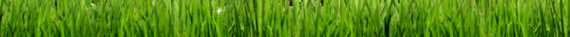 卡通幼儿绿化教育背景素材psd设计背景_新图网 https://ixintu.com 卡通 儿童 绿化 爱护自然 绿色 自然 植树 草地 背景 树叶