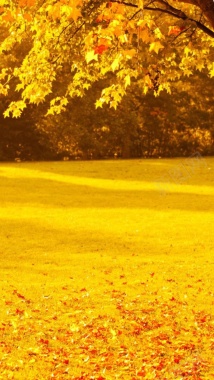 风景黄色树叶H5背景素材背景