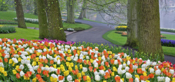 花园树公园满园的郁金香背景高清图片