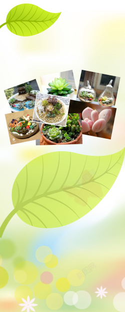 多肉植物DIY多肉植物易拉宝背景素材高清图片