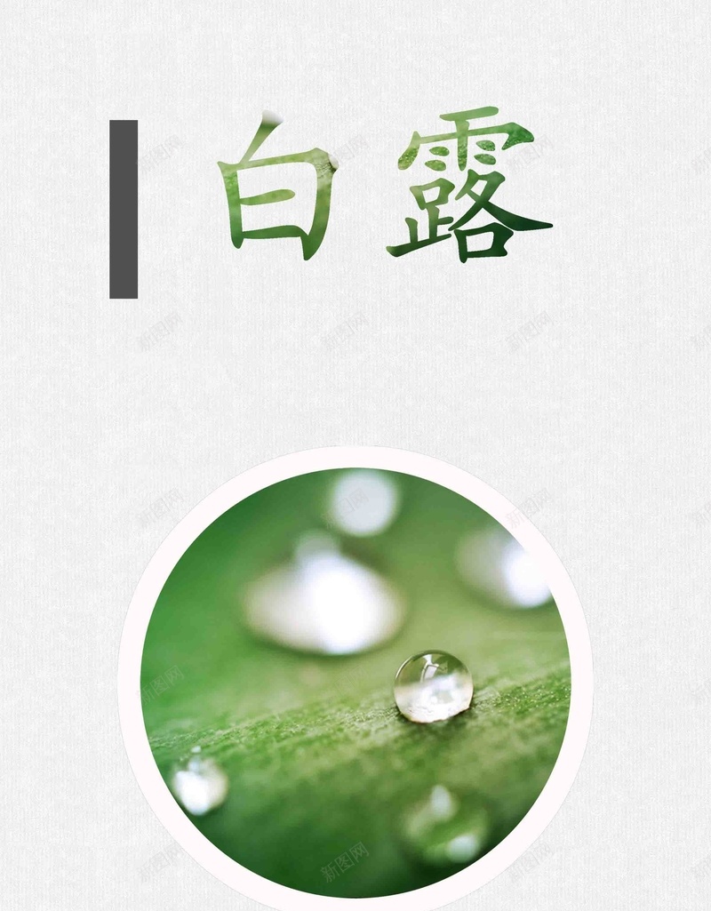 白露二十四节气节日psd设计背景_新图网 https://ixintu.com 二十四节气 二十四节 水滴 水珠 白露 绿叶 创意字 节日 中国传统节气