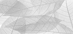 植物叶茎灰色透明叶子海报高清图片