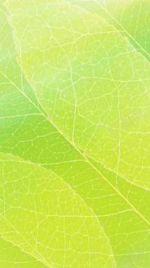 嫩绿色春季嫩绿色叶子纹理H5背景素材背景