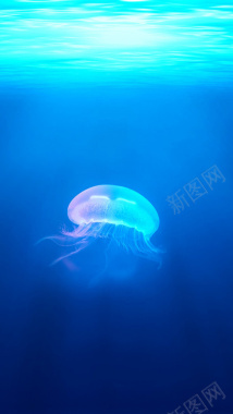 海底世界的水母H5背景背景