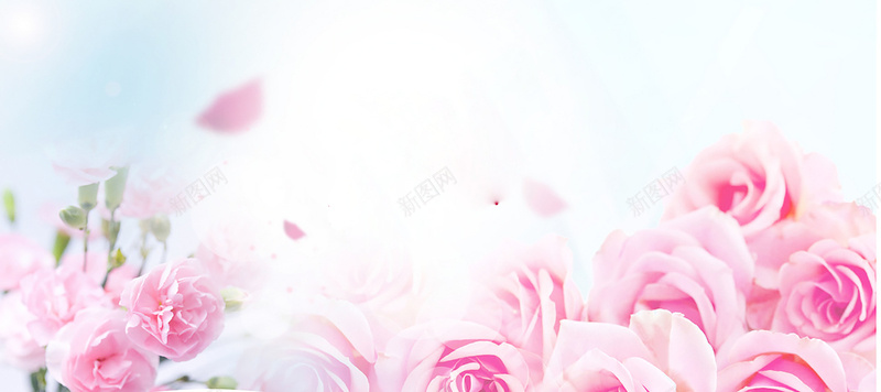 粉色康乃馨背景背景