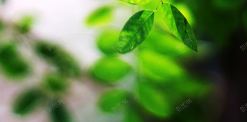 绿色植物H5背景jpg设计背景_新图网 https://ixintu.com 绿色植物 树叶 绿叶 清新 春天 H5